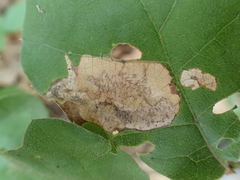 Coptotriche castaneaeella