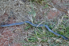 Afrotyphlops mucruso