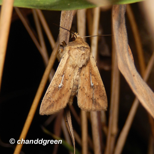 Mythimna decisissima Walker, 1865