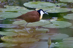 Actophilornis africanus