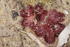 Drosera rosulata
