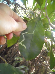 Liriomyza flavolateralis