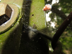 Dendrolycosa