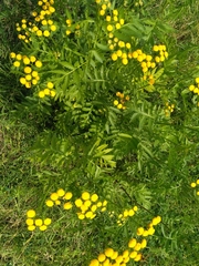 Tanacetum vulgare