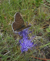 Lycaena tityrus subalpina