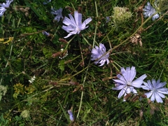 Cichorium intybus