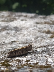 Calliptamus barbarus