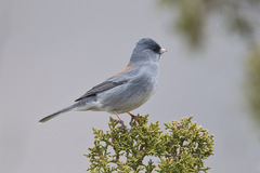 Junco hyemalis caniceps