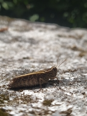 Calliptamus barbarus