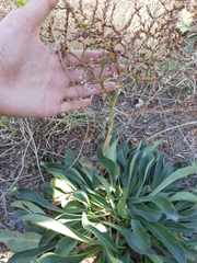 Goniolimon tataricum