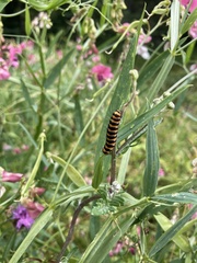 Tyria jacobaeae