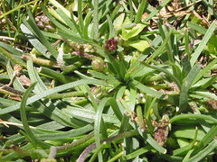 Plantago alpina