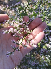 Goniolimon tataricum