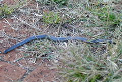 Afrotyphlops mucruso