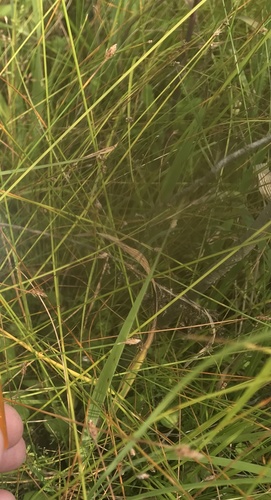 Eleocharis tenuis iNat (3)