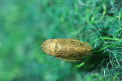 Aphrodini