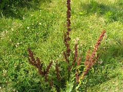 Rumex