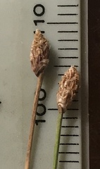 Eleocharis tenuis