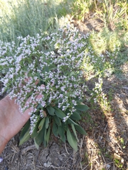 Goniolimon tataricum