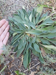 Goniolimon tataricum