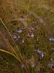Lobelia erinus