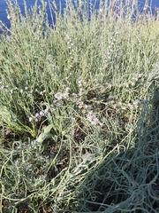 Goniolimon tataricum