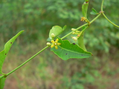 Secamone parvifolia