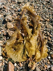 Pseudolessonia laminarioides