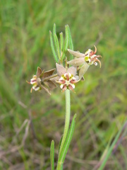 Miraglossum pulchellum