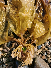 Pseudolessonia laminarioides