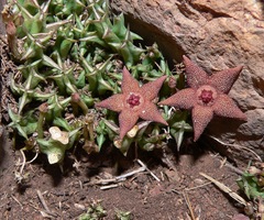Orbea cooperi