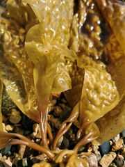 Pseudolessonia laminarioides