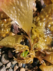 Pseudolessonia laminarioides