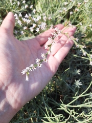 Goniolimon tataricum