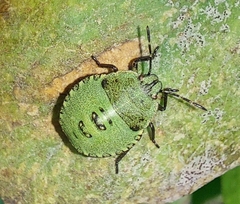 Palomena prasina