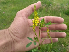 Melilotus officinalis