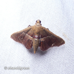 Endotricha repandalis