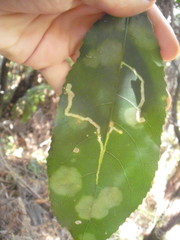 Liriomyza flavolateralis