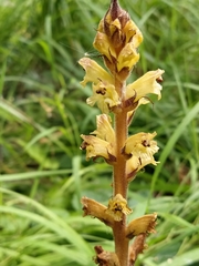 Orobanche reticulata