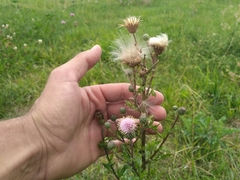 Cirsium arvense