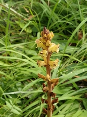 Orobanche reticulata