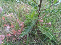 Cirsium arvense