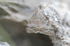 Evergestis sophialis