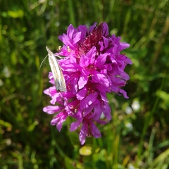 Crambus silvella
