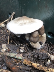 Volvariella volvacea