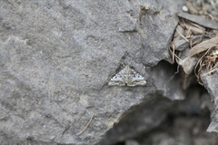 Evergestis sophialis