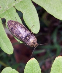 Prosternon tessellatum