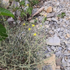 Lactuca viminea