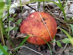 Russula aurea