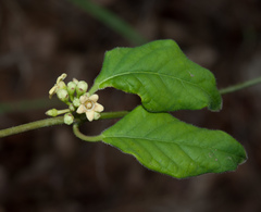 Marsdenia cynanchoides